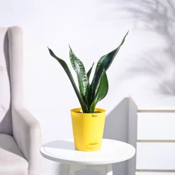 Sansevieria Whitney - Snake Plant