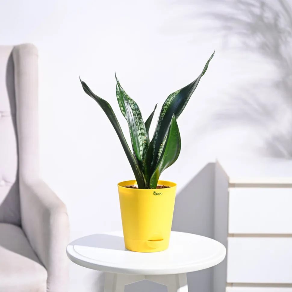 Sansevieria Whitney - Snake Plant