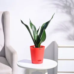 Sansevieria Whitney - Snake Plant