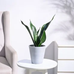 Sansevieria Whitney - Snake Plant