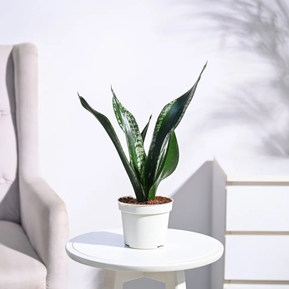 Sansevieria Whitney - Snake Plant