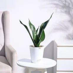 Sansevieria Whitney - Snake Plant
