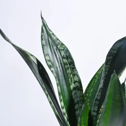 Sansevieria Whitney - Snake Plant