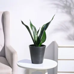Sansevieria Whitney - Snake Plant