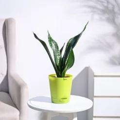 Sansevieria Whitney - Snake Plant