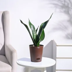 Sansevieria Whitney - Snake Plant