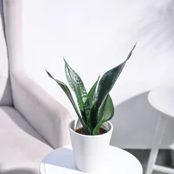 Sansevieria Whitney - Snake Plant