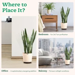 Sansevieria Zeylanica - XL