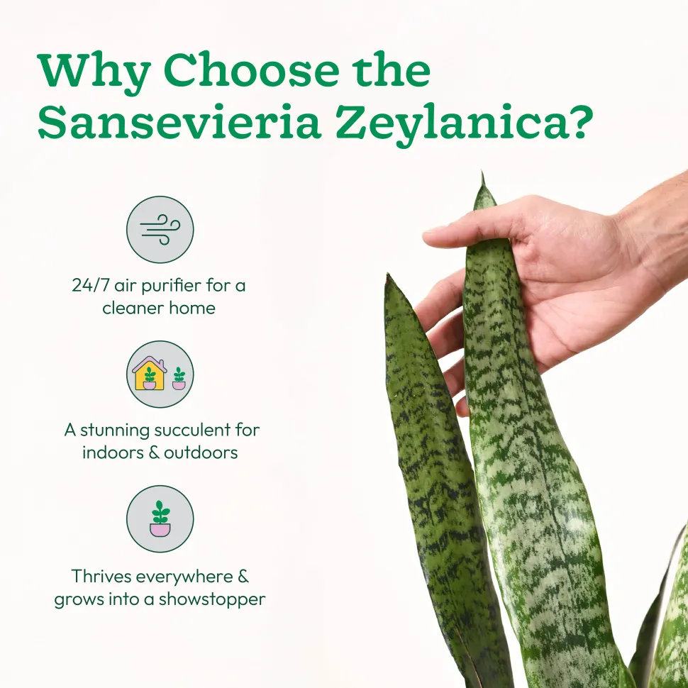 Sansevieria Zeylanica - XL