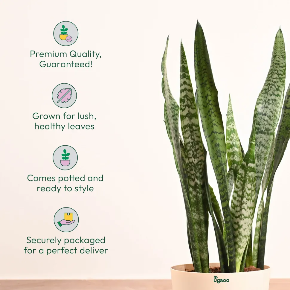 Sansevieria Zeylanica - XL