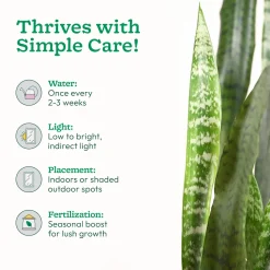 Sansevieria Zeylanica - XL