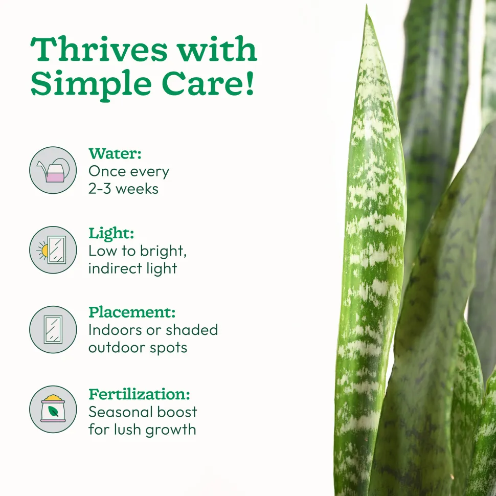 Sansevieria Zeylanica - XL