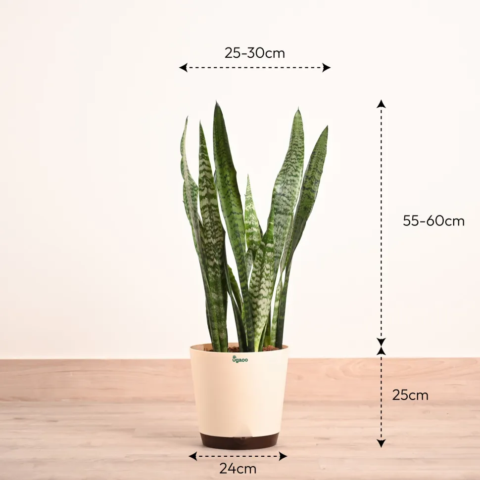 Sansevieria Zeylanica - XL