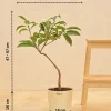 Sapota Plant (Chiku)