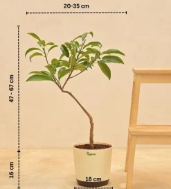 Sapota Plant (Chiku)
