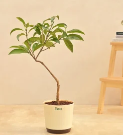 Sapota Plant (Chiku)