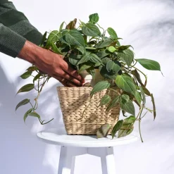 Seagrass Planter