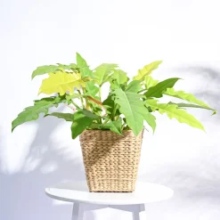 Seagrass Planter