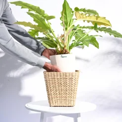 Seagrass Planter