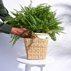 Seagrass Planter