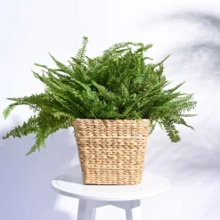 Seagrass Planter