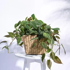 Seagrass Planter