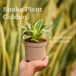 Set of 6 Easy Care Indoor Plants