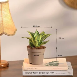 Set of 6 Easy Care Indoor Plants