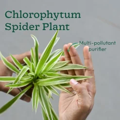 Set of 6 Easy Care Indoor Plants