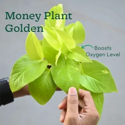 Set of 6 Easy Care Indoor Plants