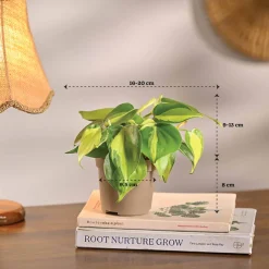 Set of 6 Easy Care Indoor Plants