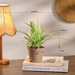 Set of 6 Easy Care Indoor Plants