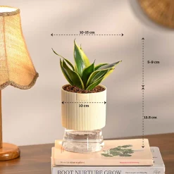 Set of 4 Indoor Aesthetic Plant Bundle for Home