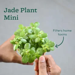 Set of 4 Indoor Aesthetic Plant Bundle for Home