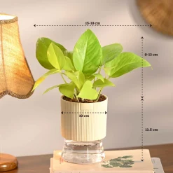 Set of 4 Indoor Aesthetic Plant Bundle for Home