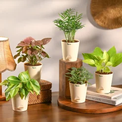 Set of 5 Living Room Decor Plant Bundle