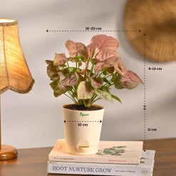 Set of 5 Living Room Decor Plant Bundle