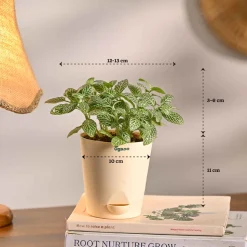 Set of 5 Living Room Decor Plant Bundle
