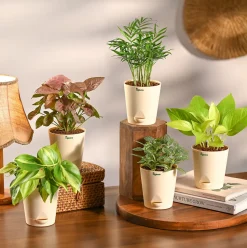 Set of 5 Living Room Decor Plant Bundle