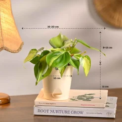 Set of 5 Living Room Decor Plant Bundle