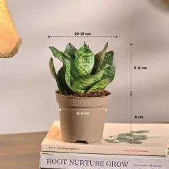 Set of 5 Low Maintenance Decorative Plant Bundle