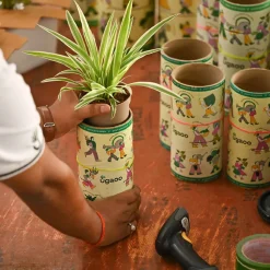 Set of 5 Low Maintenance Decorative Plant Bundle
