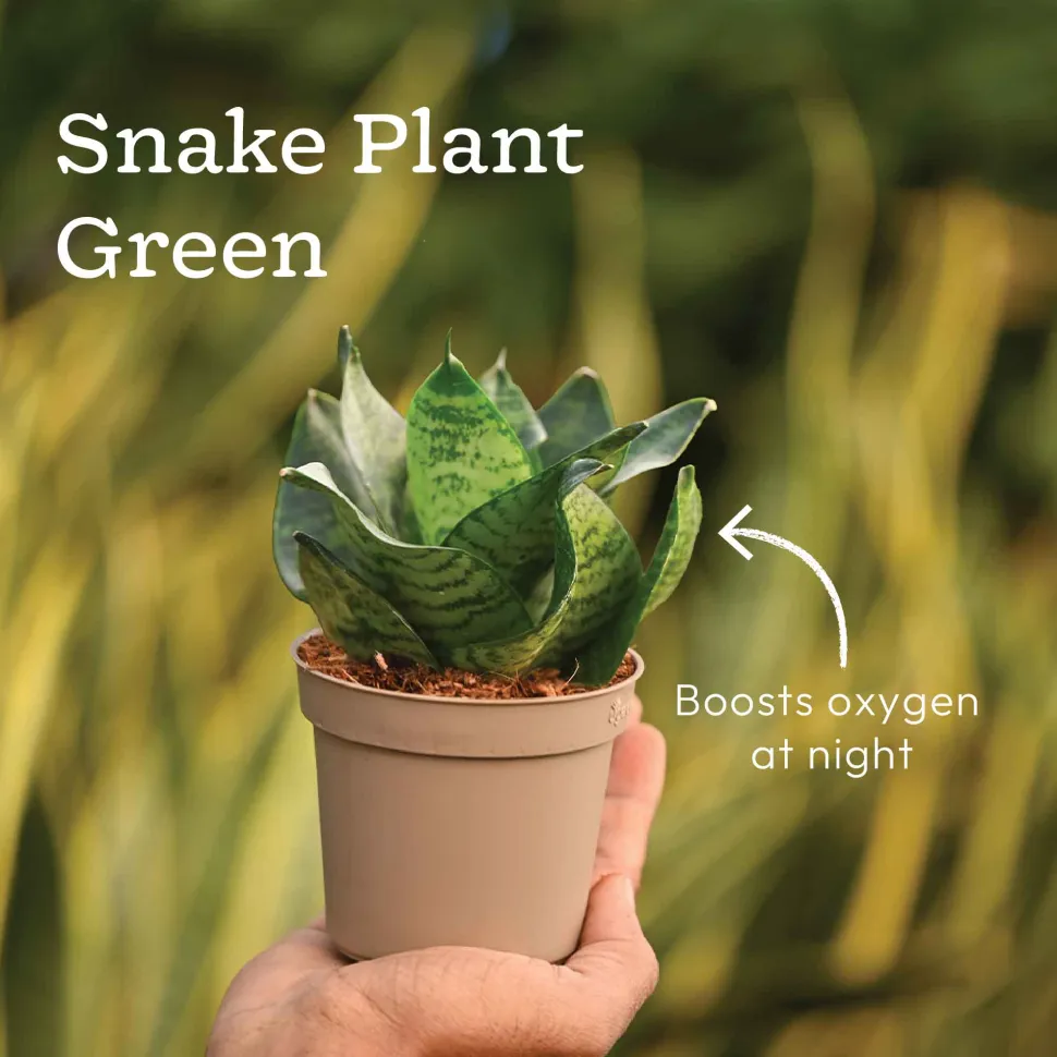 Set of 5 Low Maintenance Decorative Plant Bundle