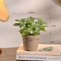 Set of 5 Low Maintenance Decorative Plant Bundle