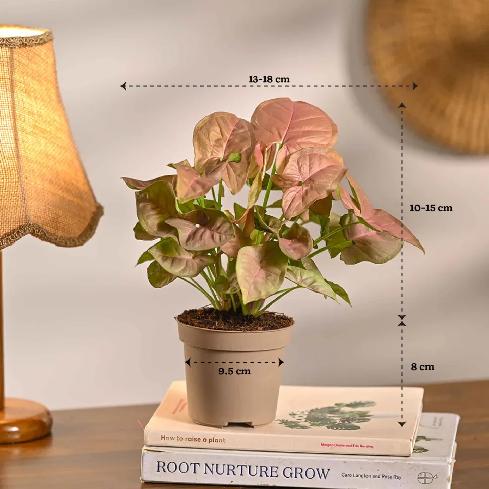 Set of 5 Low Maintenance Decorative Plant Bundle