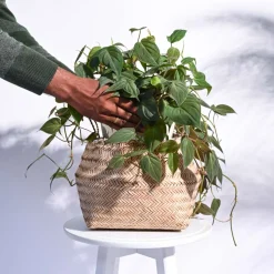 Sitalpati Planter
