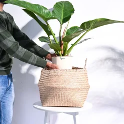 Sitalpati Planter