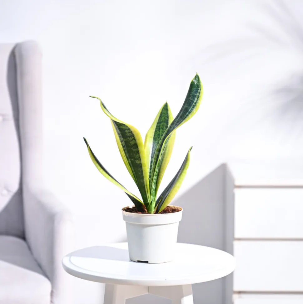 Snake Plant - Futura Superba