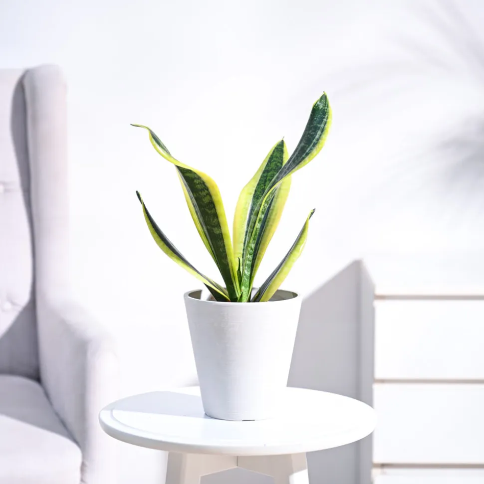 Snake Plant - Futura Superba