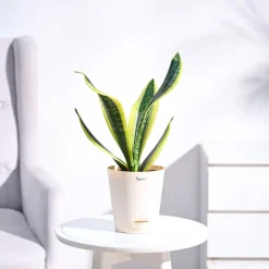 Snake Plant - Futura Superba